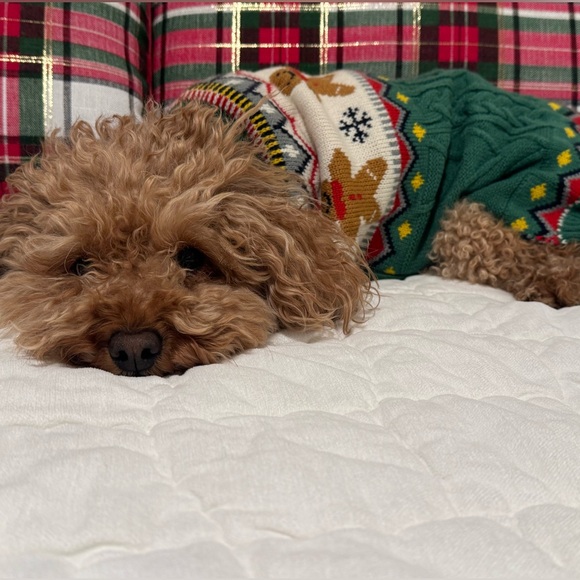 New! Gingerbread Dog Sweater - Picture 3 of 4